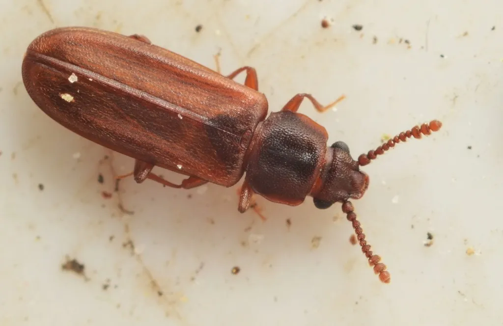 Pediacus dermestoides - photo 2