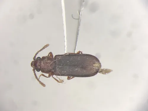 Pediacus fuscus