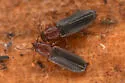 Pediacus gracilis