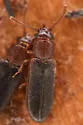 Pediacus gracilis - photo 3