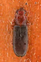 Pediacus gracilis - photo 4