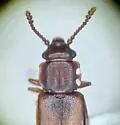 Pediacus hesperoglaber - photo 3
