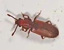 Pediacus ommatodon - photo 3