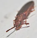 Pediacus ommatodon - photo 4