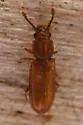 Pediacus ommatodon - photo 5