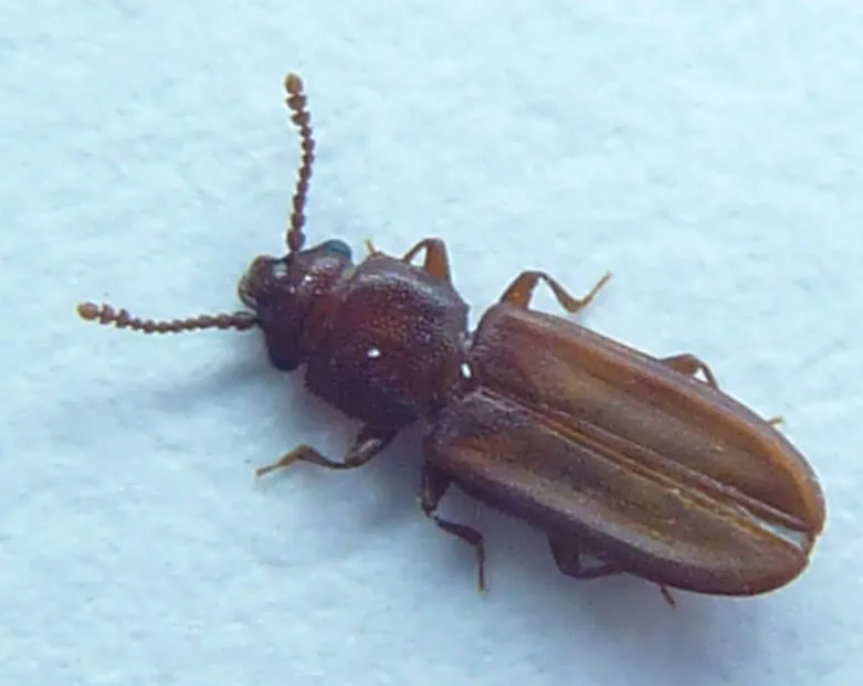 Pediacus stephani - photo 2