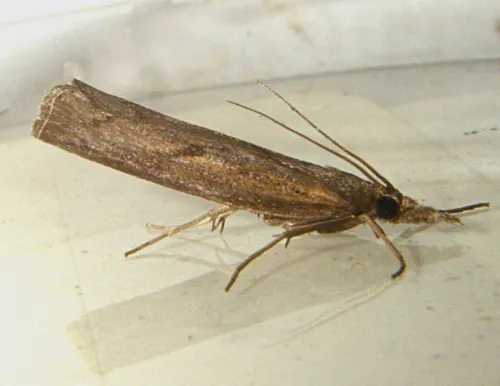 Pediasia contaminella