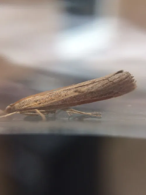 Pediasia contaminella - photo 2
