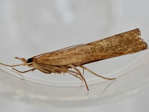 Pediasia contaminella - photo 3