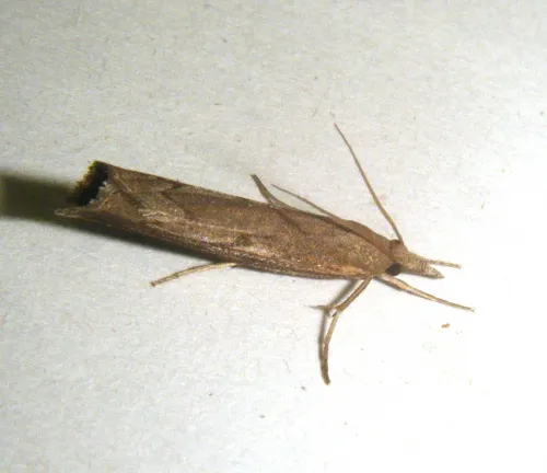 Pediasia contaminella - photo 4