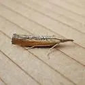 Pediasia dorsipunctellus - Hodges#5417