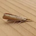Pediasia dorsipunctellus - Hodges#5417 - photo 2