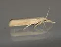 Pediasia dorsipunctellus - Hodges#5417 - photo 5