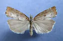 Pediasia truncatellus - Hodges#5411