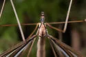 Pedicia bellamyana - photo 2