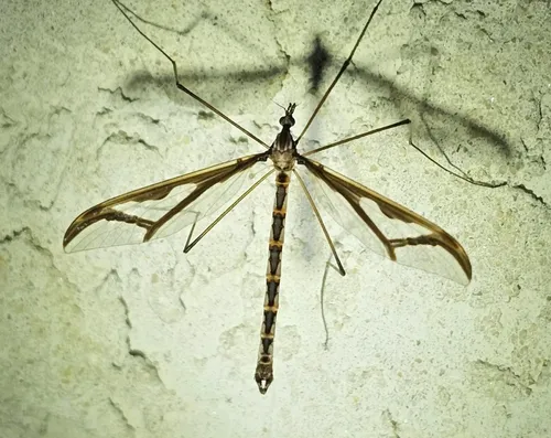 Pedicia goldsworthyi - photo 2