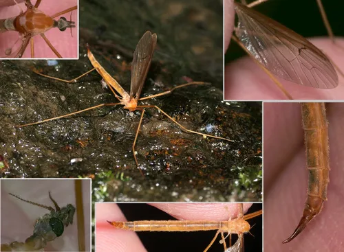 Pedicia littoralis
