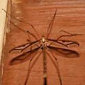 Pedicia magnifica