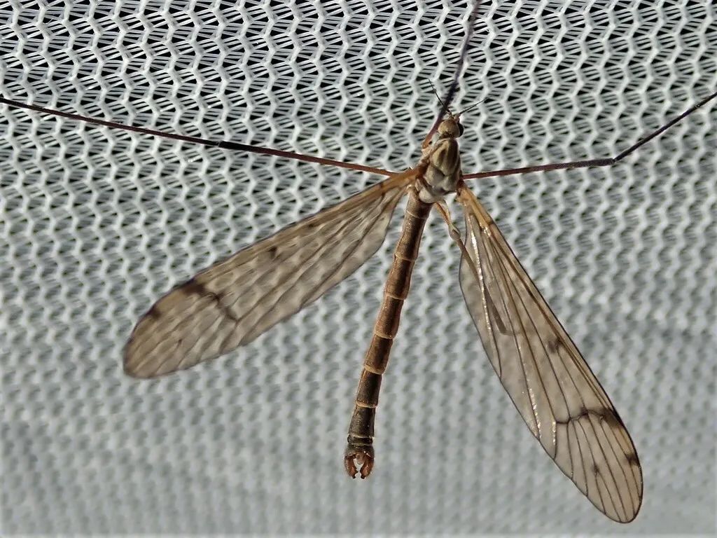 Pedicia occulta - photo 2