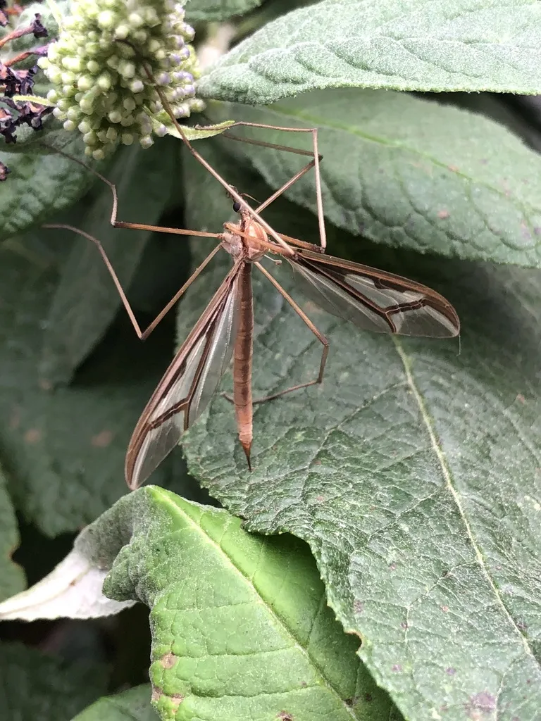 Pedicia parvicellula