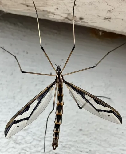 Pedicia procteriana