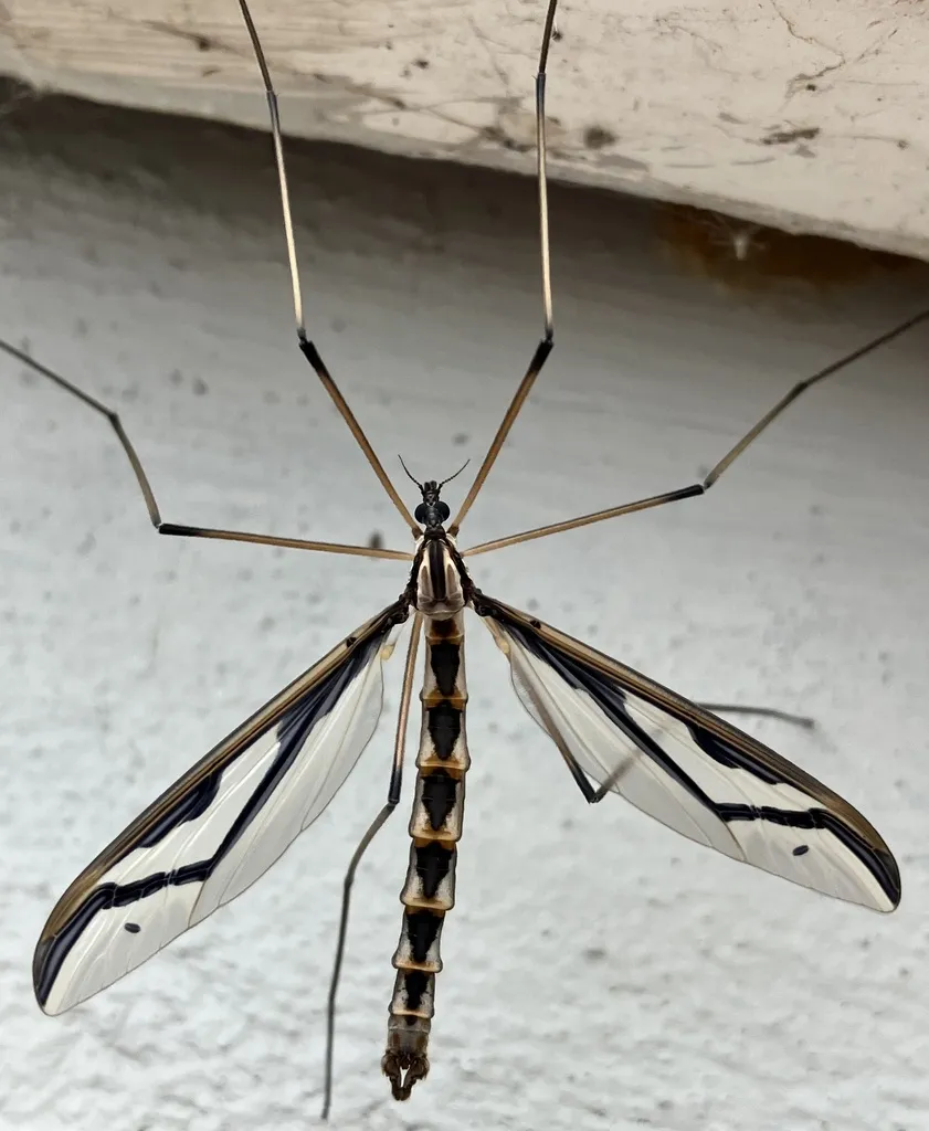 Pedicia procteriana - photo 3