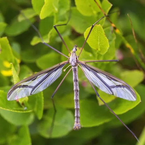 Pedicia rivosa