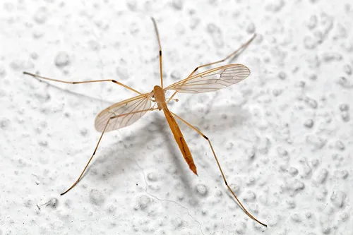Pedicia straminea