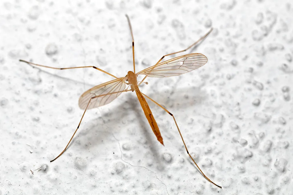 Pedicia straminea - photo 2