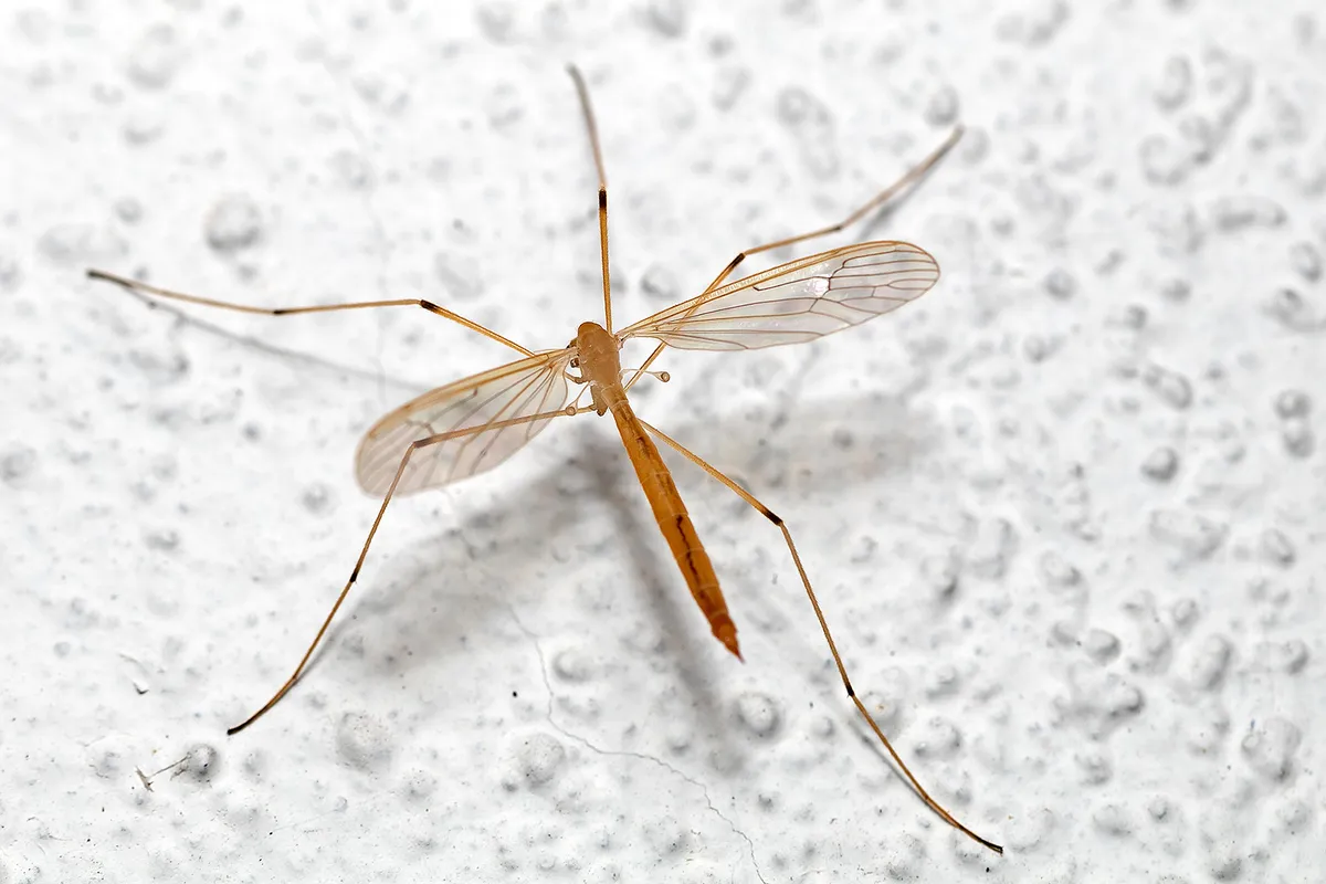 Pedicia straminea - photo 3