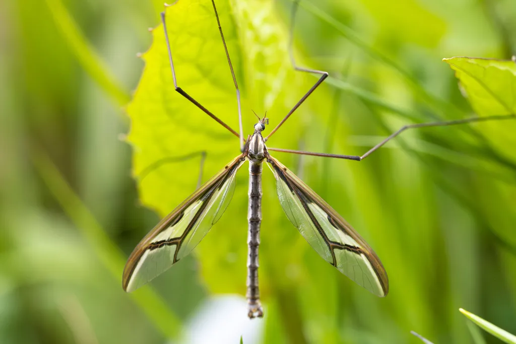 Hairy-eyed Crane Flies - photo 2
