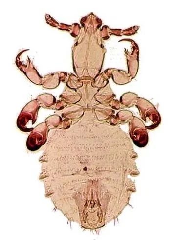 Pedicinidae - photo 3