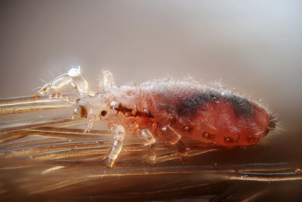 Ape Lice - photo 2