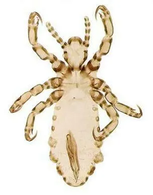 Chimpanzee Louse