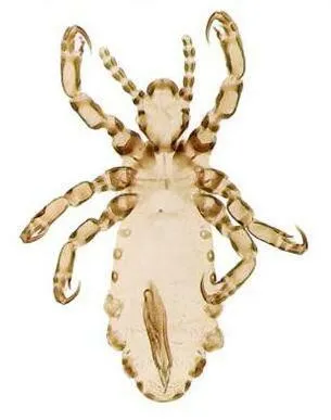 Chimpanzee Louse - photo 3
