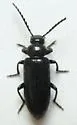 Pedilus abnormis - photo 3