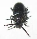 Pedilus abnormis - photo 4