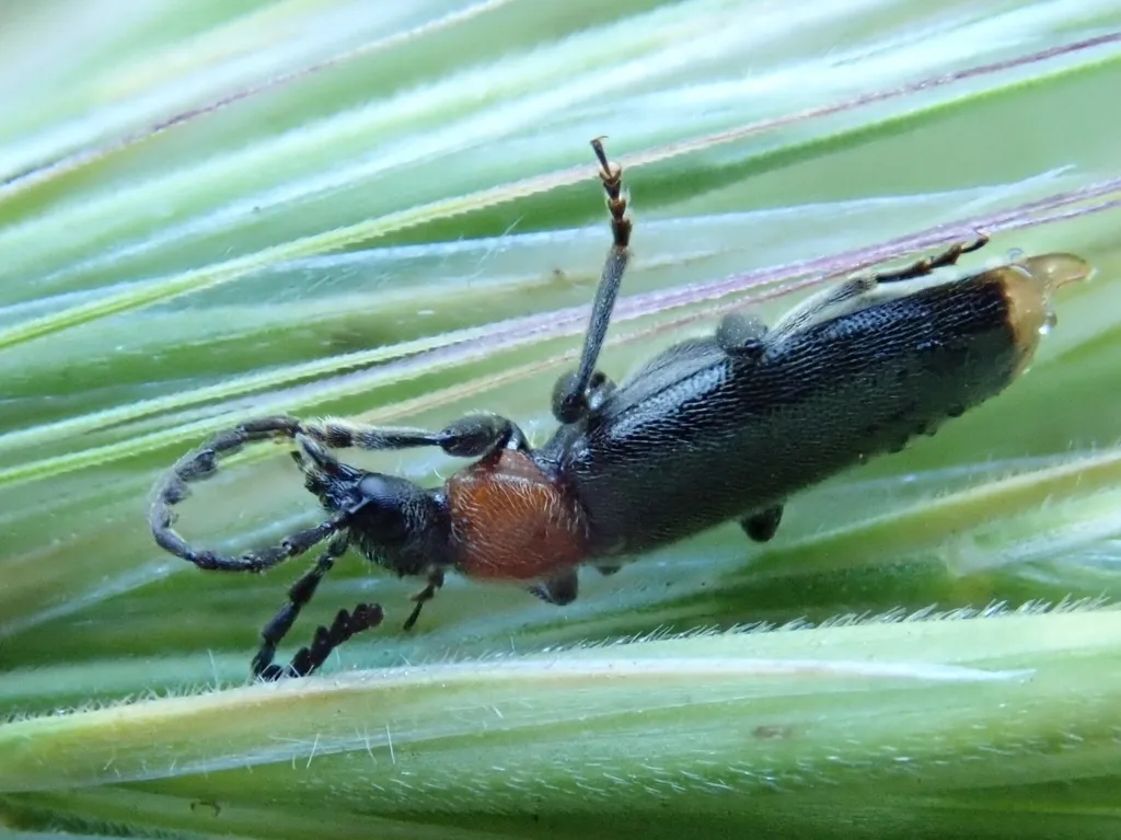 Pedilus bardii