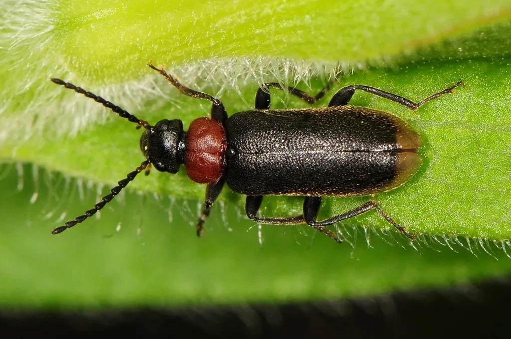 Pedilus canaliculatus