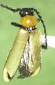 Pedilus cavatus