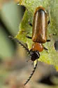 Pedilus cavatus - photo 2