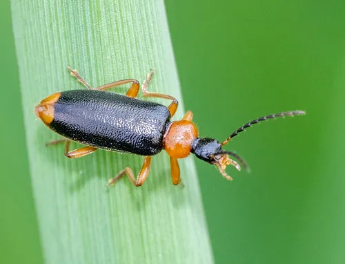 Pedilus elegans