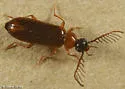 Pedilus flabellatus
