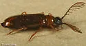 Pedilus flabellatus - photo 2