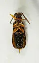 Pedilus flabellatus - photo 4