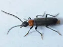 Pedilus flexiventris