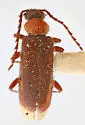 Pedilus flexiventris - photo 2