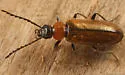 Pedilus inconspicuus