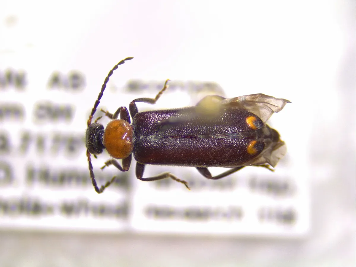 Pedilus joanae, manuscript name - Pedilus joanae