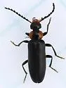 Pedilus labiatus - photo 2